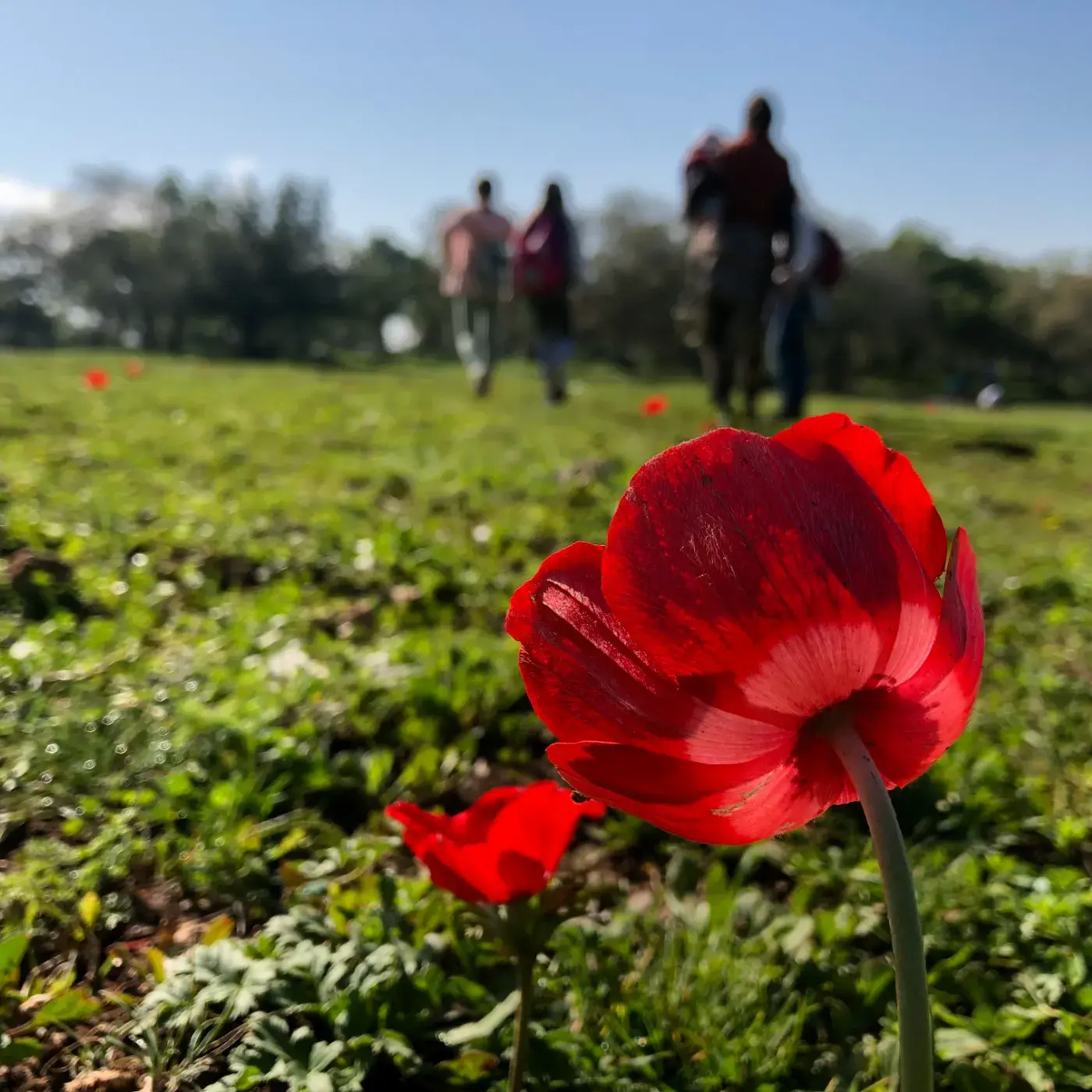 סיורי עומק בחברה הישראלית