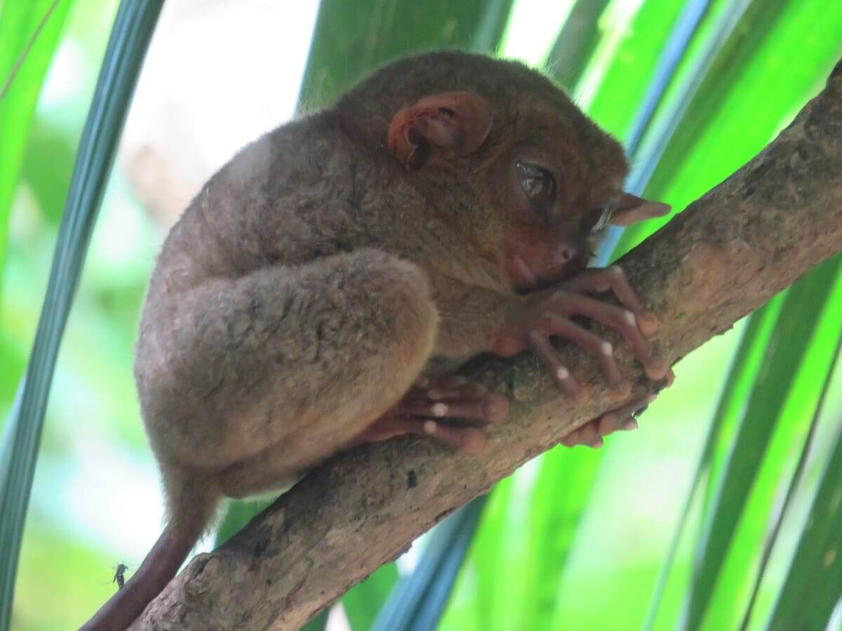 Philippine monkey on the tree