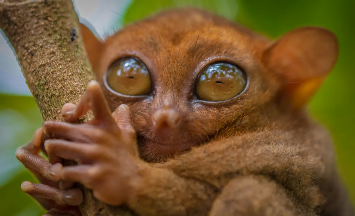 Tarsier