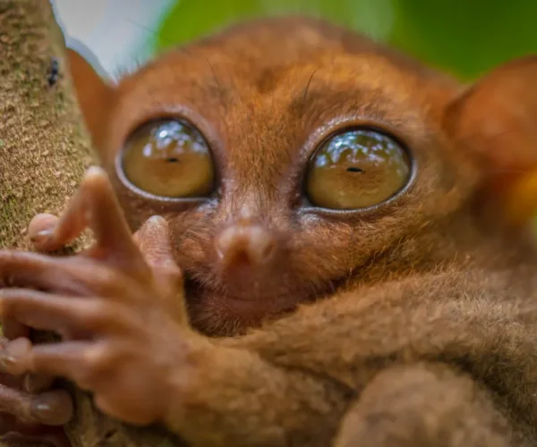 Tarsier