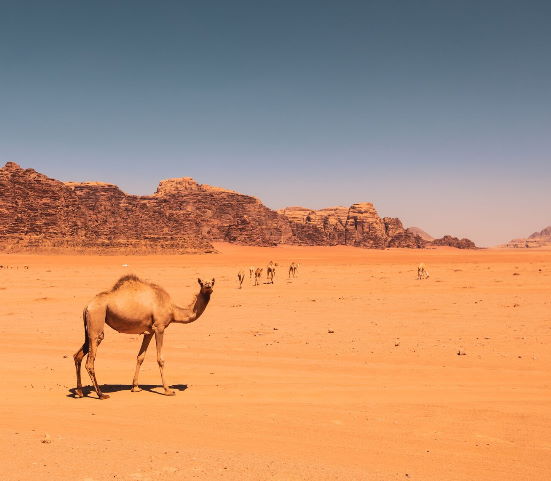 Israel, Petra & Wadi Rum 8 Day Discovery Package